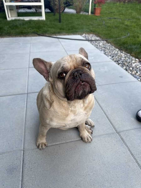 Françoise Bloch - Comprenez votre chien - Éducatrice et Comportementaliste canin Geneve - Educateur Saint-Julien-en-Genevois