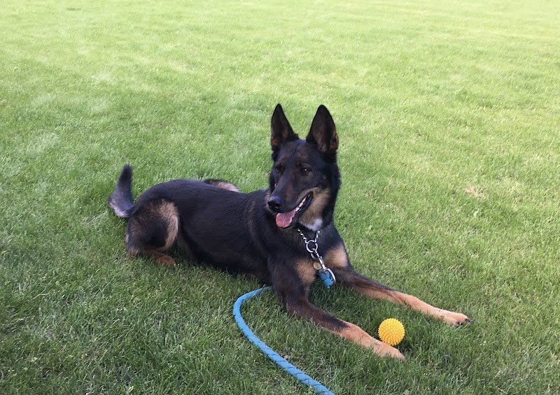 Françoise Bloch - Comprenez votre chien - Éducatrice et Comportementaliste canin Geneve - Educateur Saint-Julien-en-Genevois - photo 2