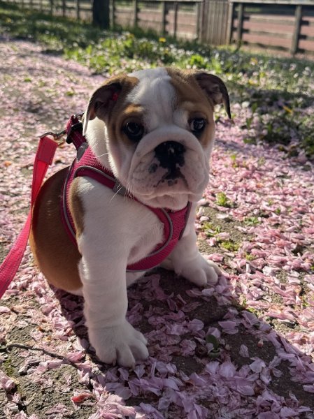 Françoise Bloch - Comprenez votre chien - Éducatrice et Comportementaliste canin Geneve - Educateur Saint-Julien-en-Genevois - photo 3