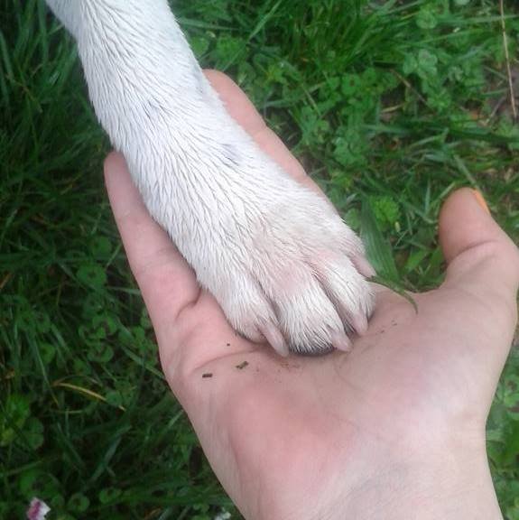 Dogs Addiction-éducation canine & comportement