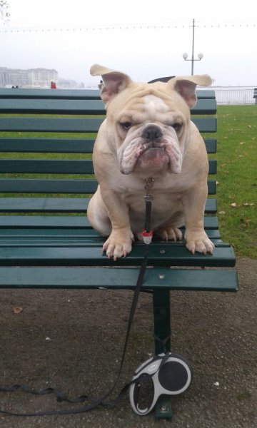 Dogs Addiction-éducation canine & comportement - photo 2