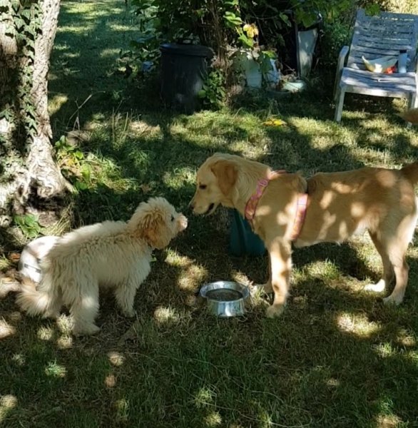 Dogs Addiction-éducation canine & comportement - photo 3