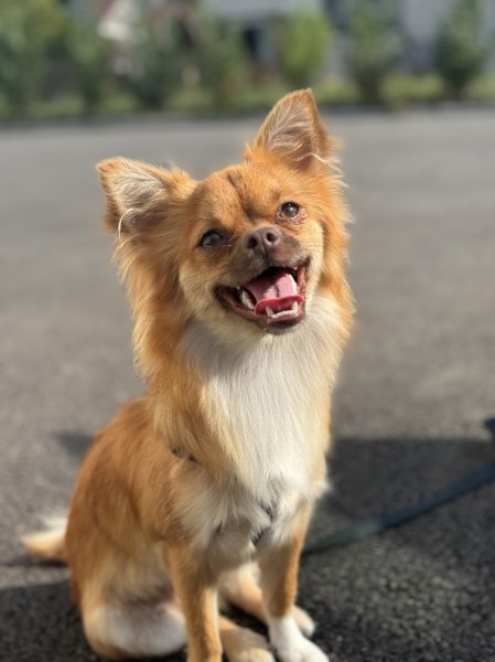 BruMar Dog - photo 3