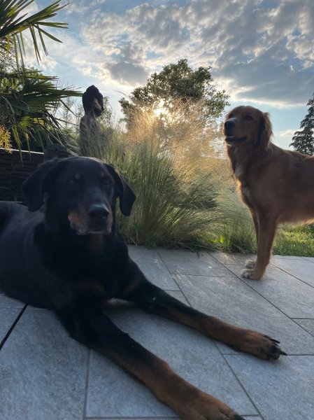 SG Education Canine - photo 2