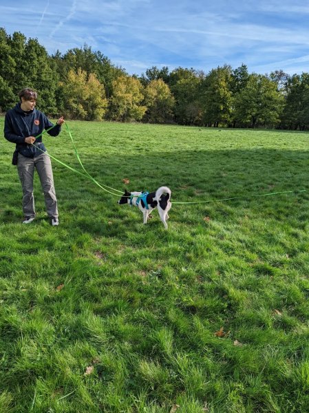L'Odyssée Canine - éducateur canin - photo 1