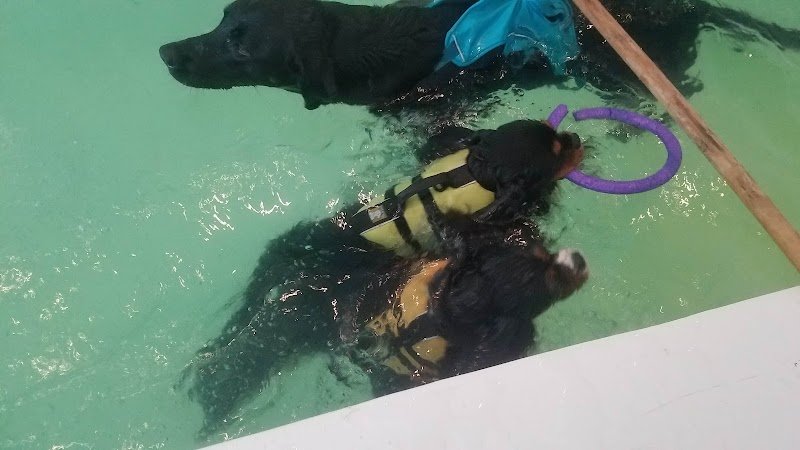 L'Odyssée Canine - éducateur canin - photo 3