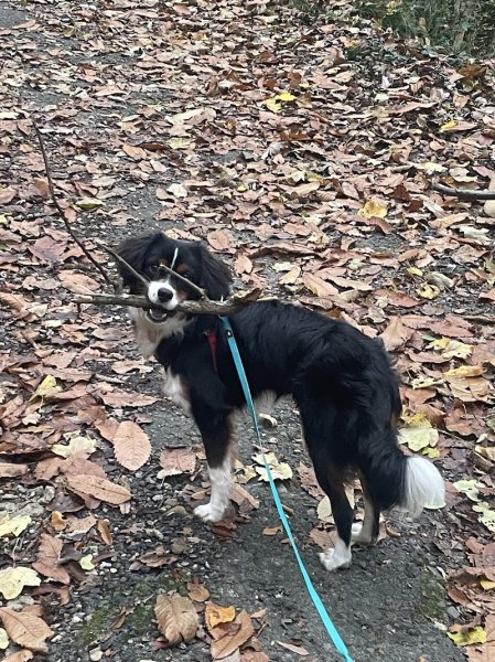 DogTeacher - photo 1