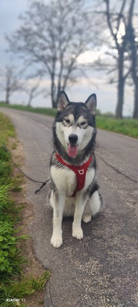 DogTeacher - photo 2