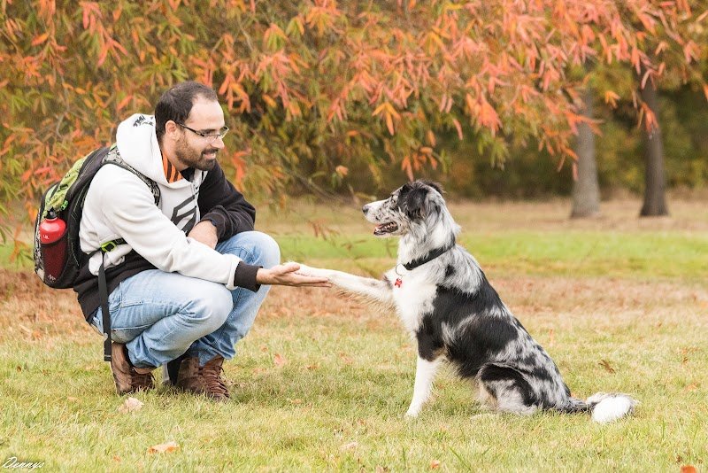 DogTeacher - photo 3