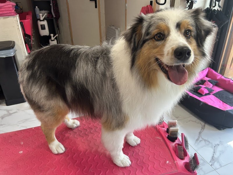 « Les Pattounes de Rose » Toiletteur comportemental en cours de certification toilettage canin/félin