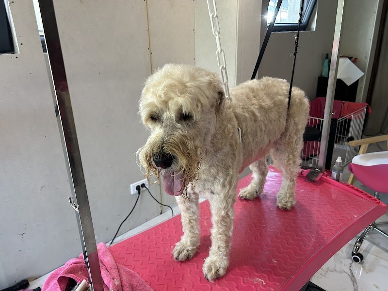 « Les Pattounes de Rose » Toiletteur comportemental en cours de certification toilettage canin/félin - photo 2