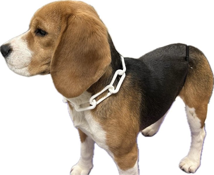 « Les Pattounes de Rose » Toiletteur comportemental en cours de certification toilettage canin/félin - photo 3