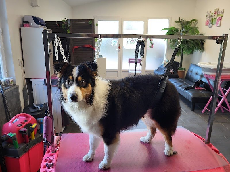 happydogs toilettage Grièges - photo 2