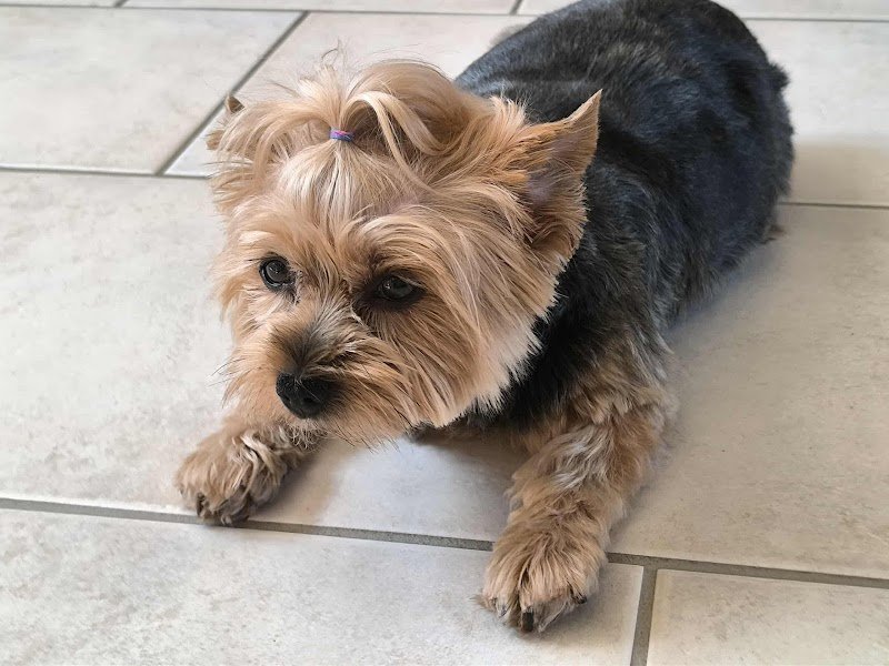 happydogs toilettage Grièges - photo 3