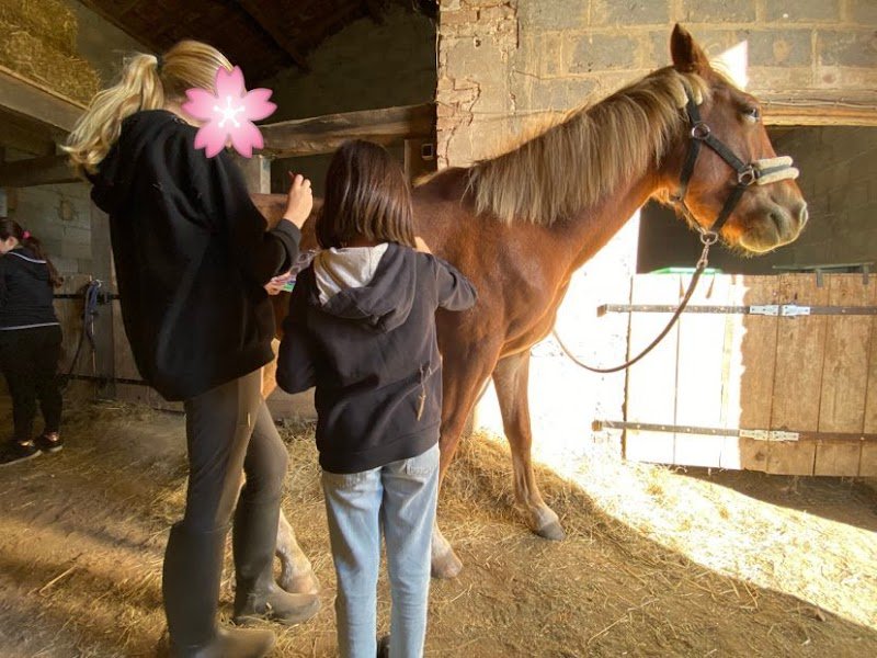 Médiation canine et équithérapie - photo 1