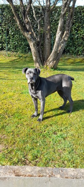 Centre Canin le Brin de Folie d'EASY - photo 3