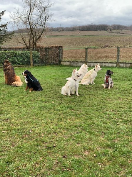 Guillaume Simard - Educateur Canin- Comportementaliste - photo 2