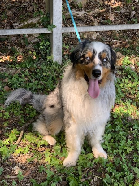 Guillaume Simard - Educateur Canin- Comportementaliste - photo 3