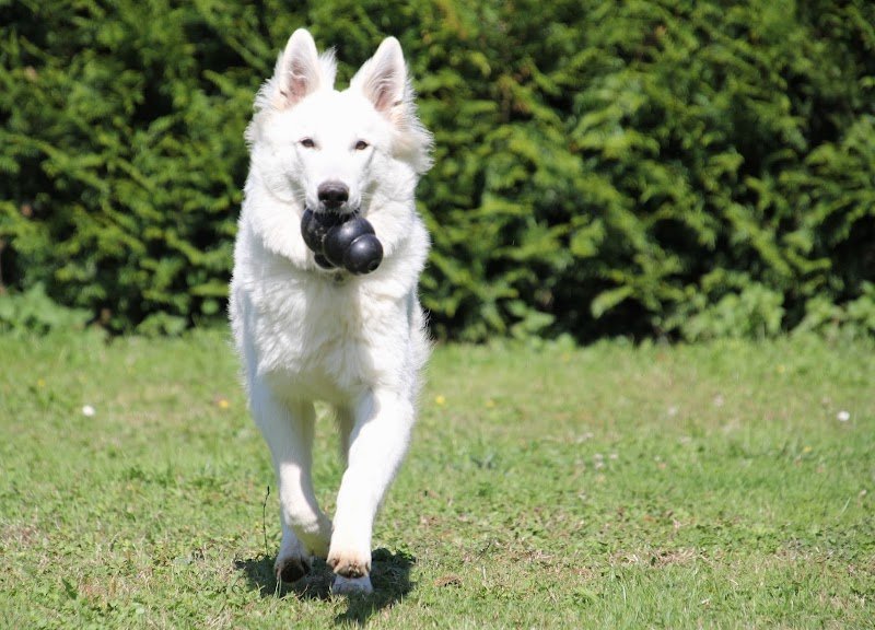 Pension Canine Canes Domum - photo 1