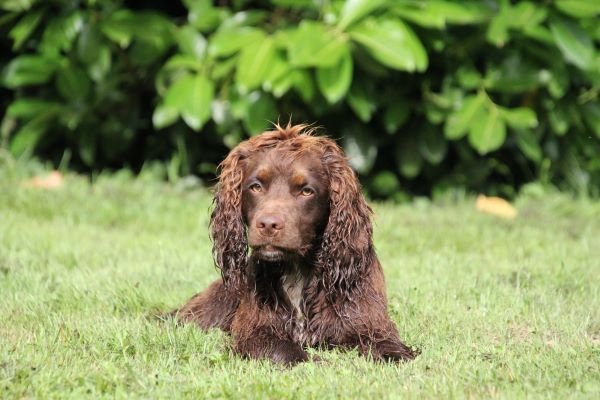 Pension Canine Canes Domum - photo 2