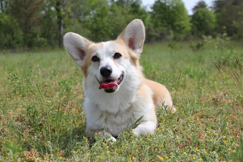 Pension Canine Canes Domum - photo 3