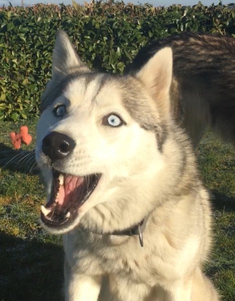 Mont-Blanc Dog Center - photo 3