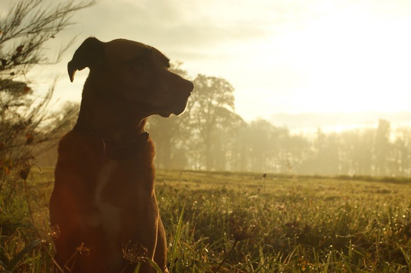 Education Canine du Forez | Montbrison & Saint Etienne | Camille Poyade