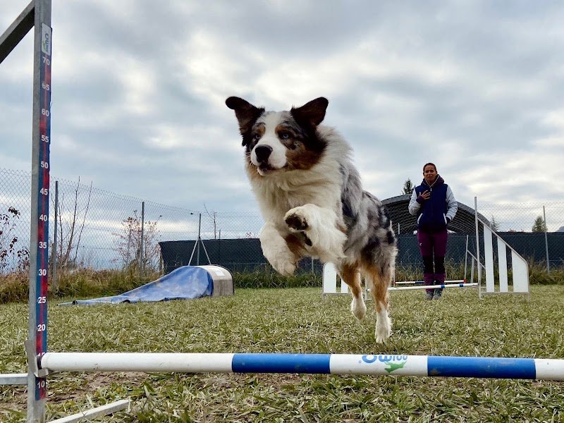 Education Canine du Forez | Montbrison & Saint Etienne | Camille Poyade - photo 2