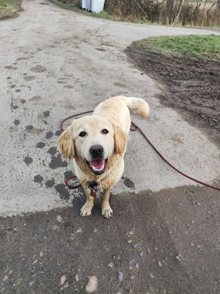 Education Canine du Forez | Montbrison & Saint Etienne | Camille Poyade - photo 3