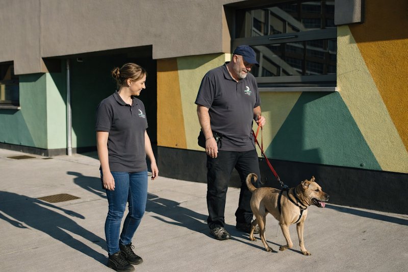 Attitudog – Éducateur canin et comportementaliste , spécialisé en rééducation comportementale pour chiens réactifs… - photo 3