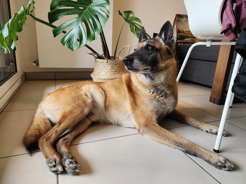 Annecy Education Canine 74 - photo 3