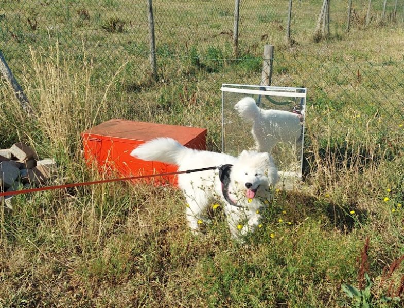 Centre canin La Tribu d'Hatos Education canine - comportement - sport canin