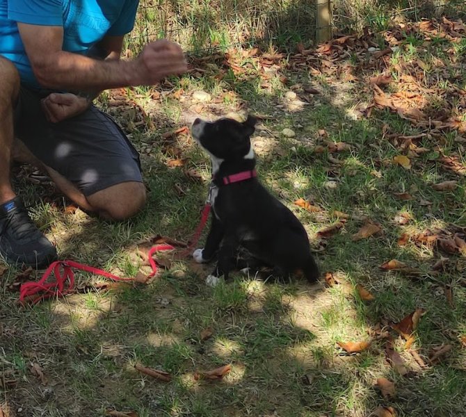 Centre canin La Tribu d'Hatos Education canine - comportement - sport canin - photo 2