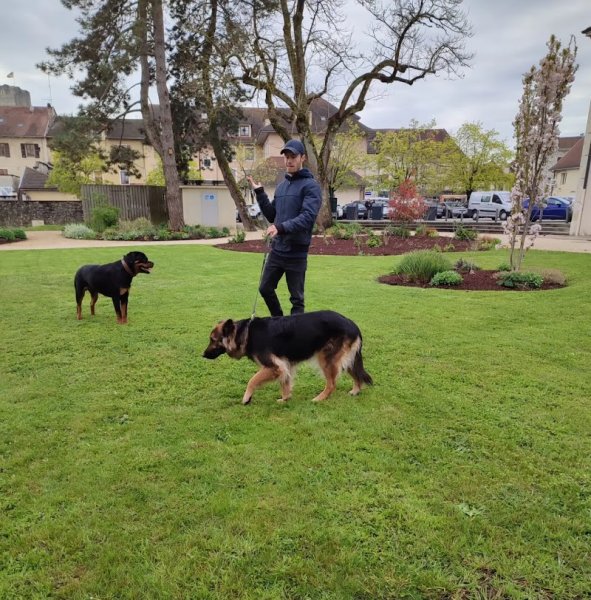 Callejas Education Canine - photo 1