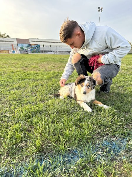 Callejas Education Canine - photo 2