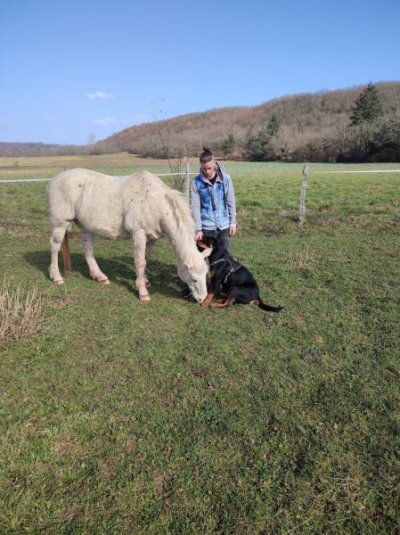 Callejas Education Canine - photo 3