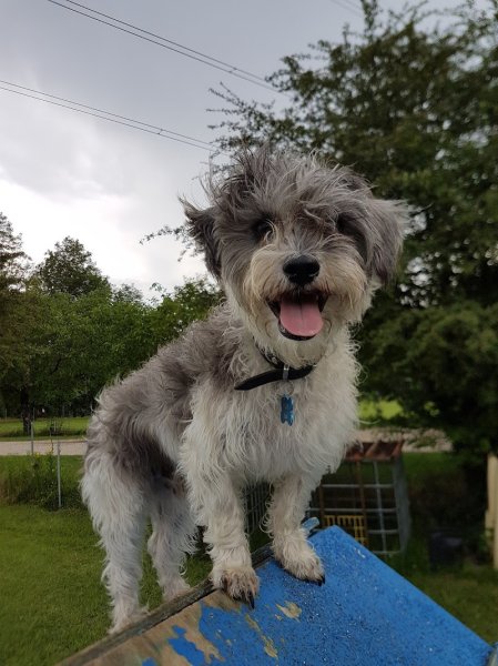 Éducation Canine De Saint Genix/ Guiers - photo 3