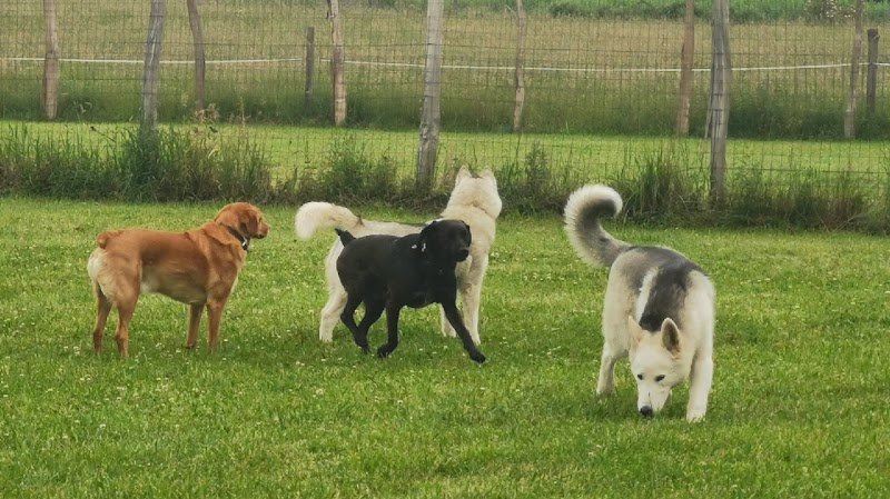 Un chien un ami centre canin éducation rééducation - photo 1