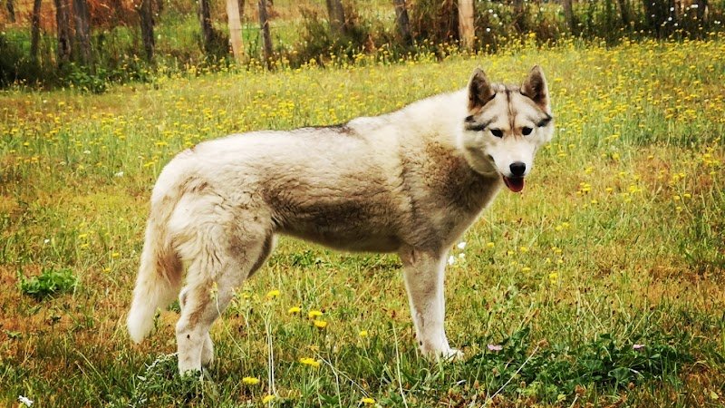 Un chien un ami centre canin éducation rééducation - photo 2