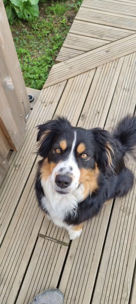 Un chien un ami centre canin éducation rééducation - photo 3