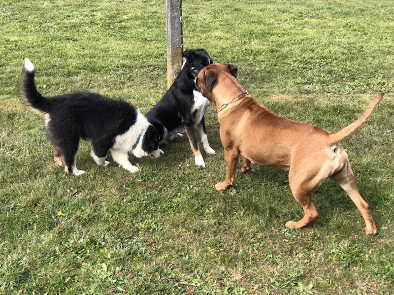 Éducateur comportementaliste canin Isère - Les Sens Canins - les Abrets en Dauphiné - photo 1