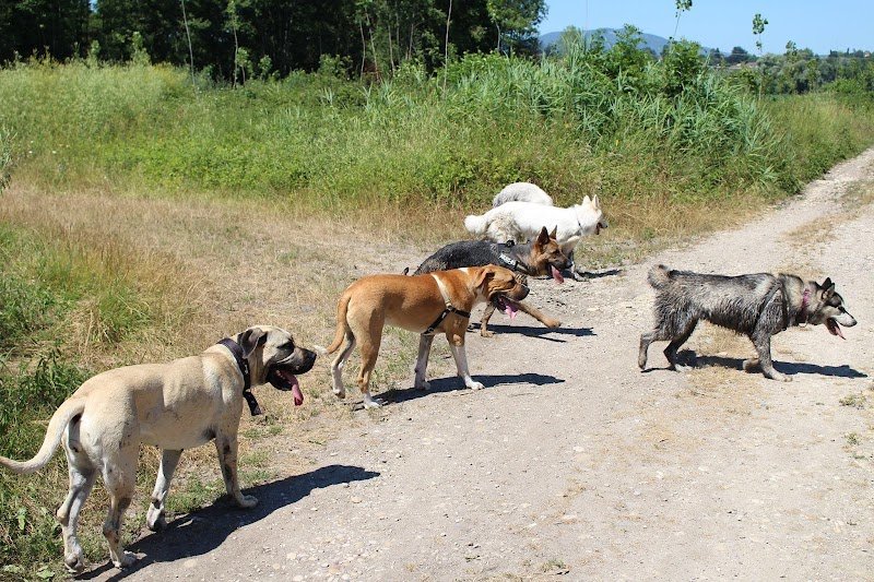 Éducateur comportementaliste canin Isère - Les Sens Canins - les Abrets en Dauphiné - photo 2