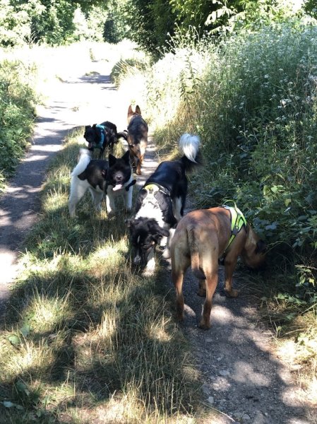 Éducateur comportementaliste canin Isère - Les Sens Canins - les Abrets en Dauphiné - photo 3