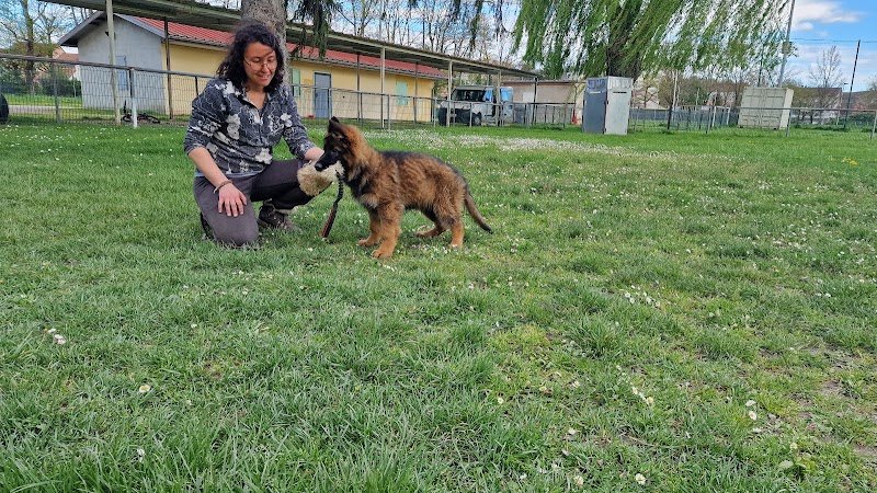 GLHF Dog Training - photo 1