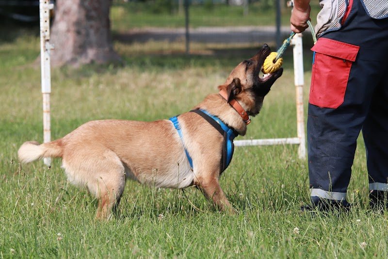 GLHF Dog Training - photo 2