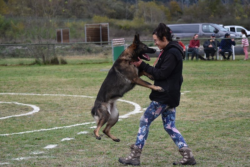 GLHF Dog Training - photo 3