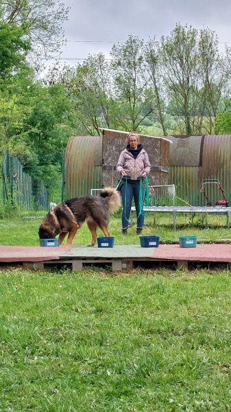 Anim'Heureux - Formation pour éducateurs canins - Education canine - Parc de loisirs canins - photo 3