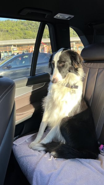 ‍ Objectif Chiens - photo 2