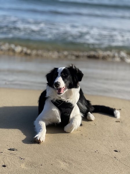 ‍ Objectif Chiens - photo 3