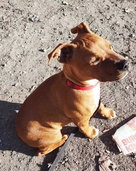 Savoie Dog'Educ. Ecole du chiot et Education canine RENFORCEMENT POSITIF toutes Races - photo 1